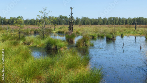 Schneverdingen - Pietzmoor, Renaturierung, Niedersachsen, Deutschland, Europa