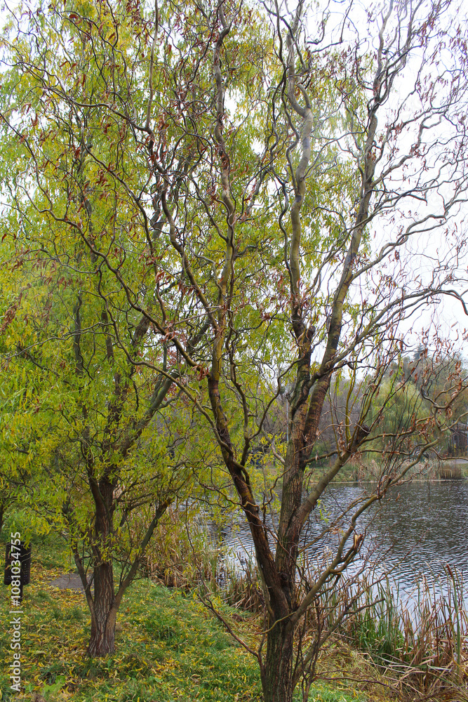 Obraz premium trees in the forest