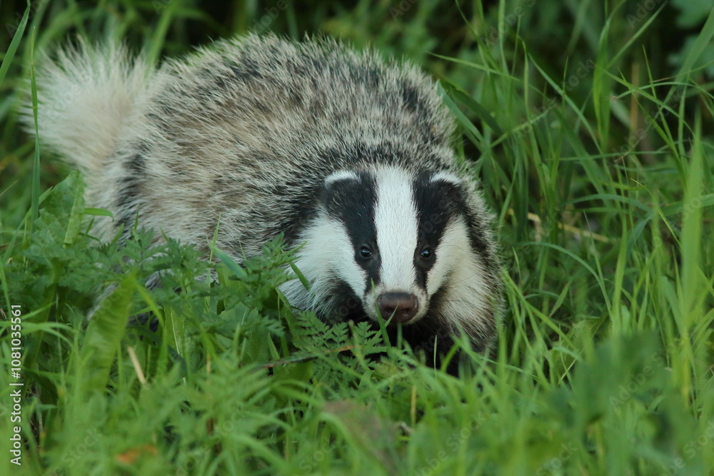 Borsuk (Meles) badger Borsuk (Meles) badger