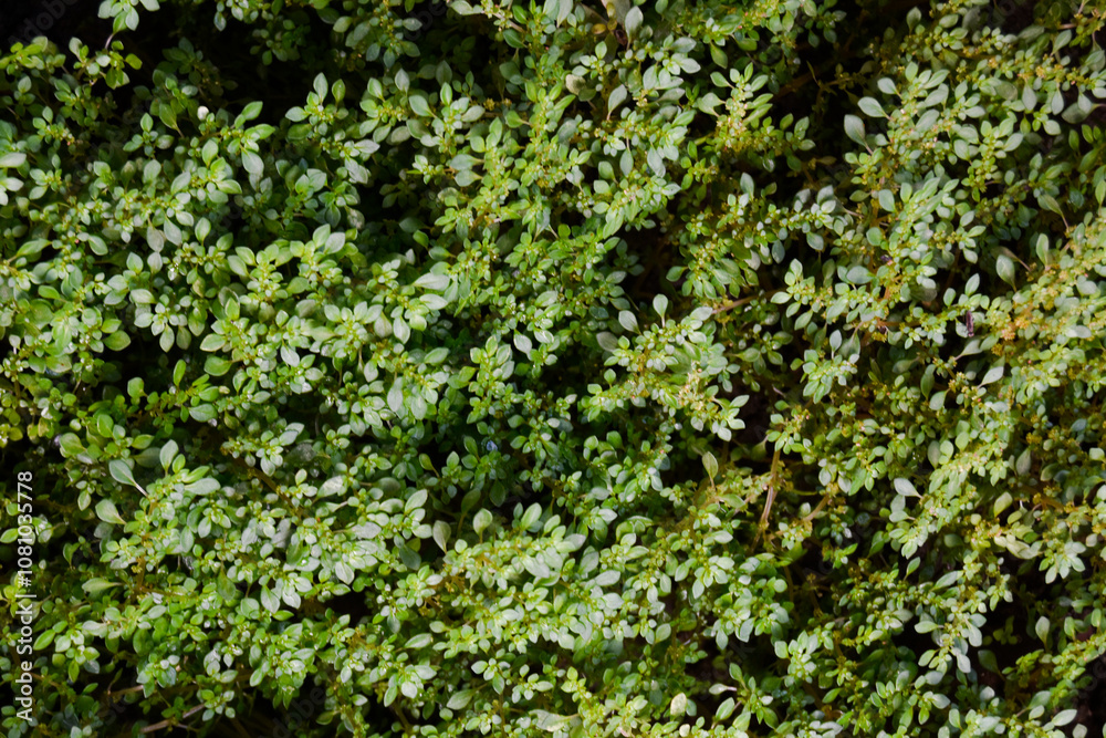Pilea microphylla is a perennial plant native to Florida, Mexico, the West Indies, and tropical Central and South America, useful for treating kidney disease and fever. Pilea microphylla is a perennial plant native to Florida, Mexico, the West Indies, and tropical Central and South America, useful for treating kidney disease and fever.