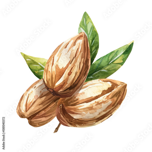 A watercolor of a set of almond seeds, isolated on a white background. Almond seeds vector.