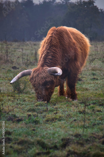 highland cow in a field photo