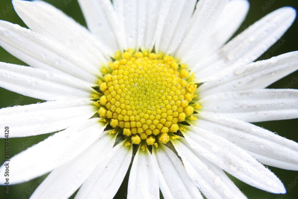 Obraz premium Canary daisy