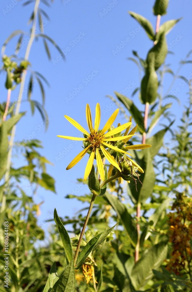 Fototapeta premium A close view of the yellow wildflower in the field.