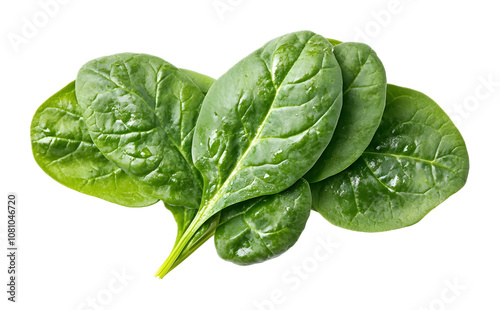 spinach isolated on white background 