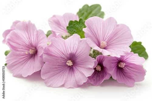 Delicate pink lavatera flowers blooming on white background photo