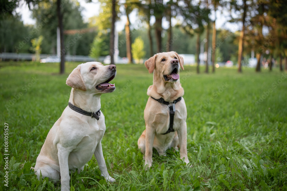Beautiful purebred Labrador Retriever on a walk outdoors. Beautiful purebred Labrador Retriever on a walk outdoors.