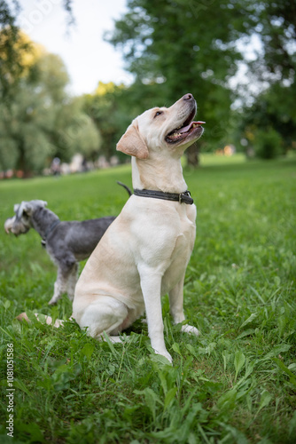 Beautiful purebred Labrador Retriever on a walk outdoors.