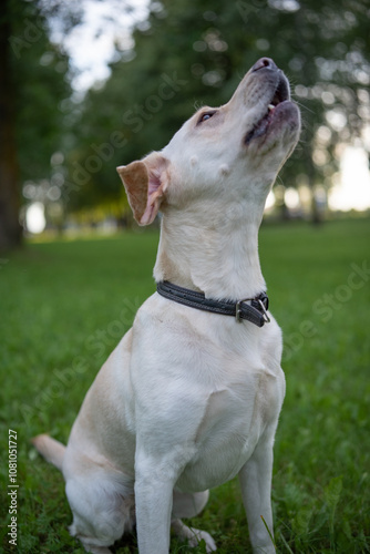 Beautiful purebred Labrador Retriever on a walk outdoors.