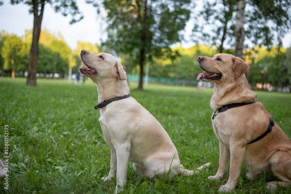 Obraz premium Beautiful purebred Labrador Retriever on a walk outdoors.