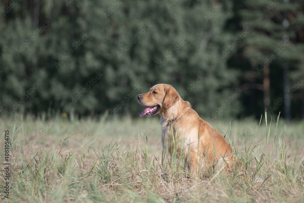 Naklejka premium Beautiful purebred Labrador Retriever on a walk outdoors.
