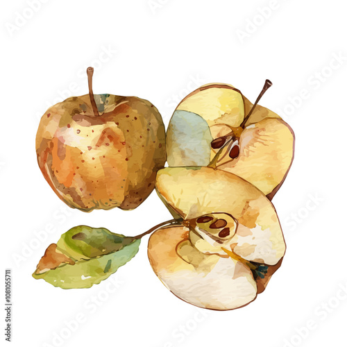 A watercolor vector of a set of apple seeds, isolated on a white background. Apple seeds vector.