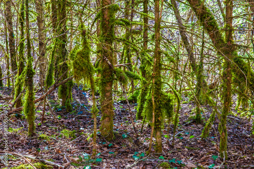 Gespensterwald