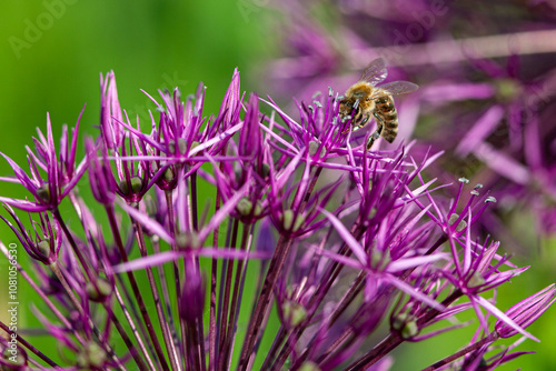 Allium
