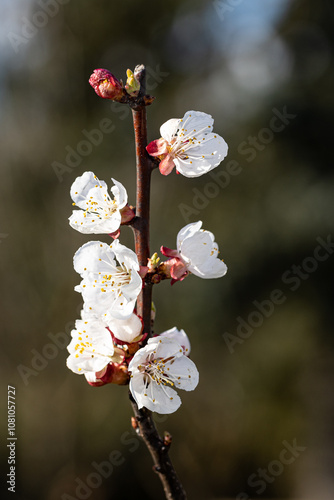 Baumblüte