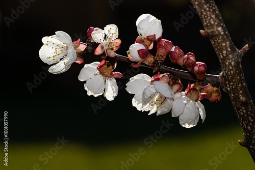 Marillenblüte