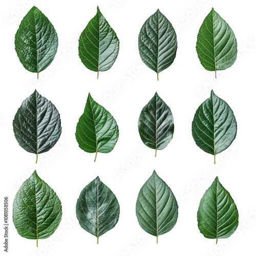 A Set Of green leaves Isolated On Transparent Background