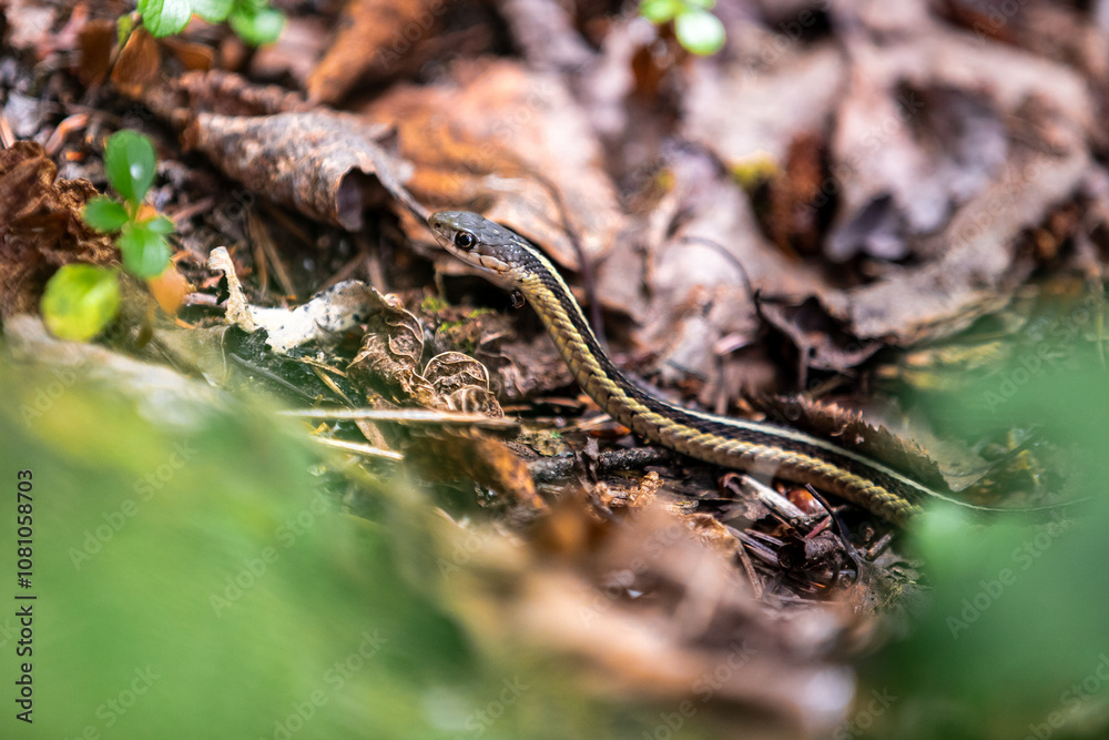 Obraz premium Garter Snake