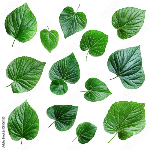 A Set Of green leaves Isolated On Transparent Background