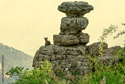 Cabras hispánica pyrenaica en la cima rocosa, en el parque natural de Cazorla, Segura y Las Villas. photo