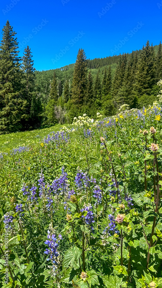 Fototapeta premium flowers in the mountains