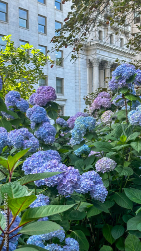 hydrangea flowers in the garden in Madison Square Park New York  photo