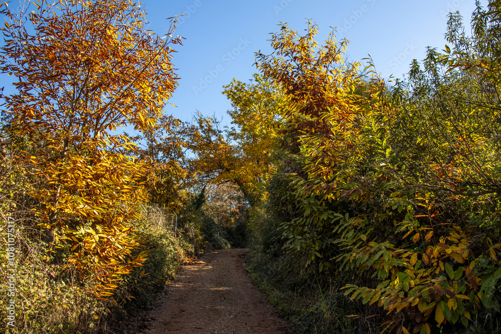 Chestnut forest, with leaves in warm shades of yellow, orange, and brown. Sunlight filters gently through the branches, creating a golden glow effect on the leaves. Castañar de Ibor, Cáceres, Spain Chestnut forest, with leaves in warm shades of yellow, orange, and brown. Sunlight filters gently through the branches, creating a golden glow effect on the leaves. Castañar de Ibor, Cáceres, Spain