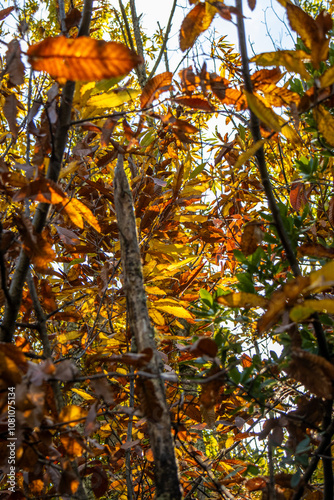 Chestnut forest, with leaves in warm shades of yellow, orange, and brown. Sunlight filters gently through the branches, creating a golden glow effect on the leaves. Castañar de Ibor, Cáceres, Spain photo