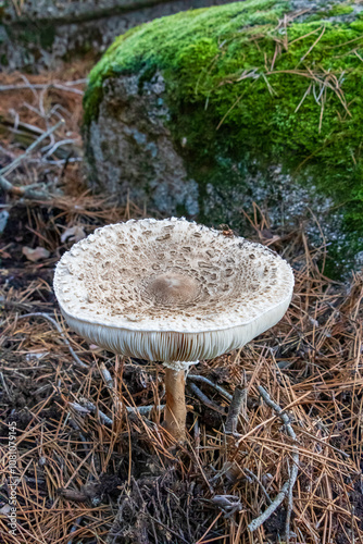 Foto Mushroom Macrolepiota fuliginosa in the pine forest
