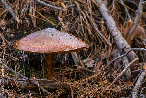 Gymnopilus penetrans mushroom  in a pine forest photo