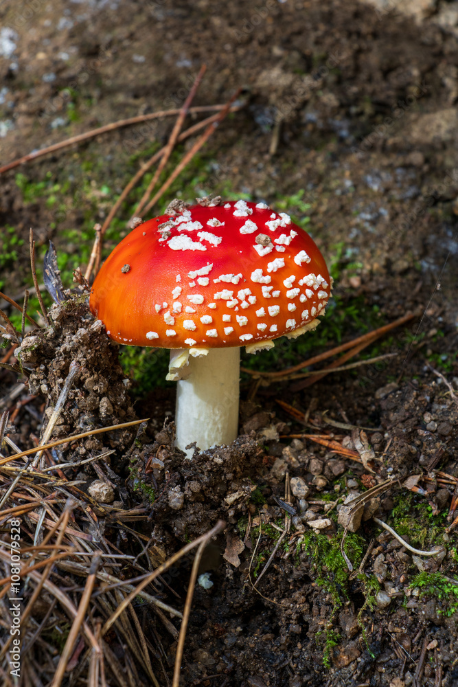 Fly agaric mushroom in the forest Fly agaric mushroom in the forest