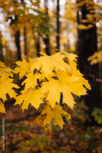 Yellow maple leaves in autumn forest