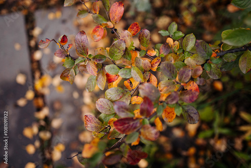autumn branches with leaves on a dark background
