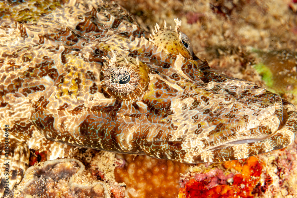 Malaysia, Sabah, Mabul, Crocodilefish (Cymbacephalus beauforti), De Beaufort's flathead Malaysia, Sabah, Mabul, Crocodilefish (Cymbacephalus beauforti), De Beaufort's flathead