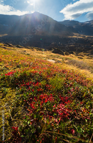 Autumn Colors In Northern Tundra