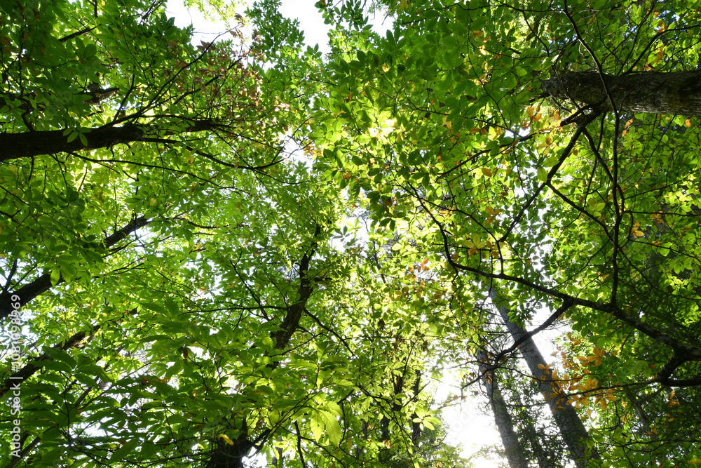 Beautiful chestnut forest in autumn season. Shoot from below Beautiful chestnut forest in autumn season. Shoot from below
