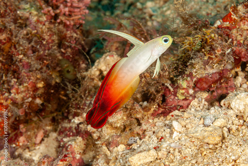 Malaysia, Sabah, Mabul, Fire Goby (Nemateleotris magnifica) photo