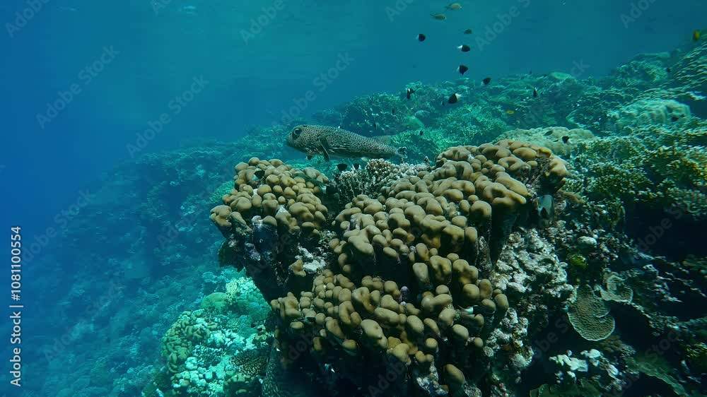 Porcupine fish hovering over coral and looking at camera, on a bright sunny day, Slow motion, Camera moves forward approaching Ajargo, Giant Porcupinefish or Spotted Porcupine Fish, Diodon hystrix Porcupine fish hovering over coral and looking at camera, on a bright sunny day, Slow motion, Camera moves forward approaching Ajargo, Giant Porcupinefish or Spotted Porcupine Fish, Diodon hystrix