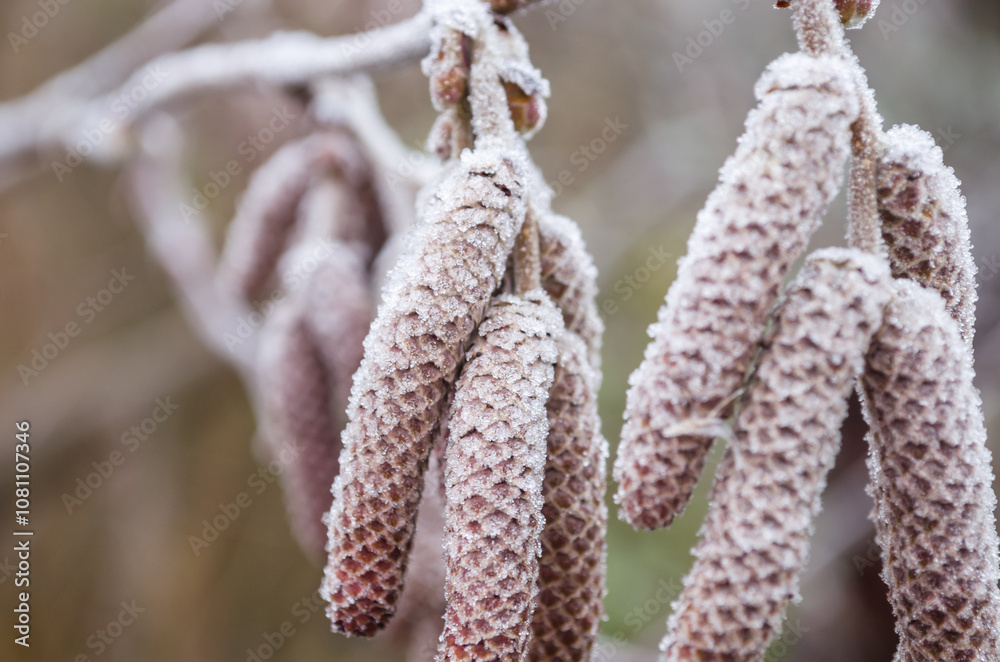 Beatiful frozen hazel catkins. Hoarfrost on the hazel blossom. Natural winter background. Macro nature