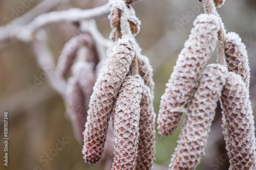 Obraz na płótnie Beatiful frozen hazel catkins. Hoarfrost on the hazel blossom. Natural winter background. Macro nature w salonie