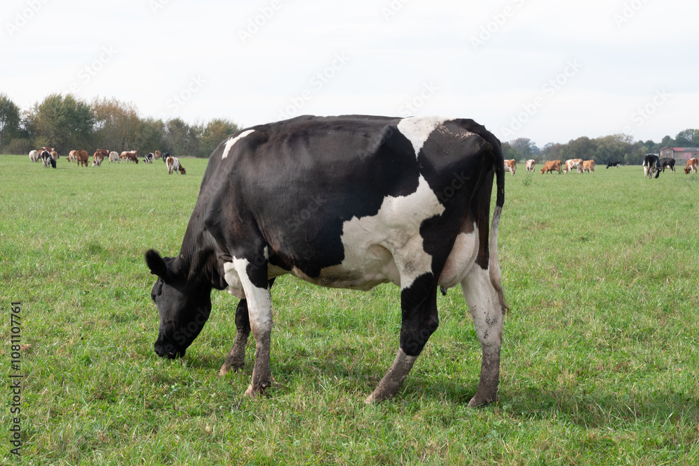 Cows graze in the pasture. Agriculture. Cattle breeding. Cows graze in the pasture. Agriculture. Cattle breeding.