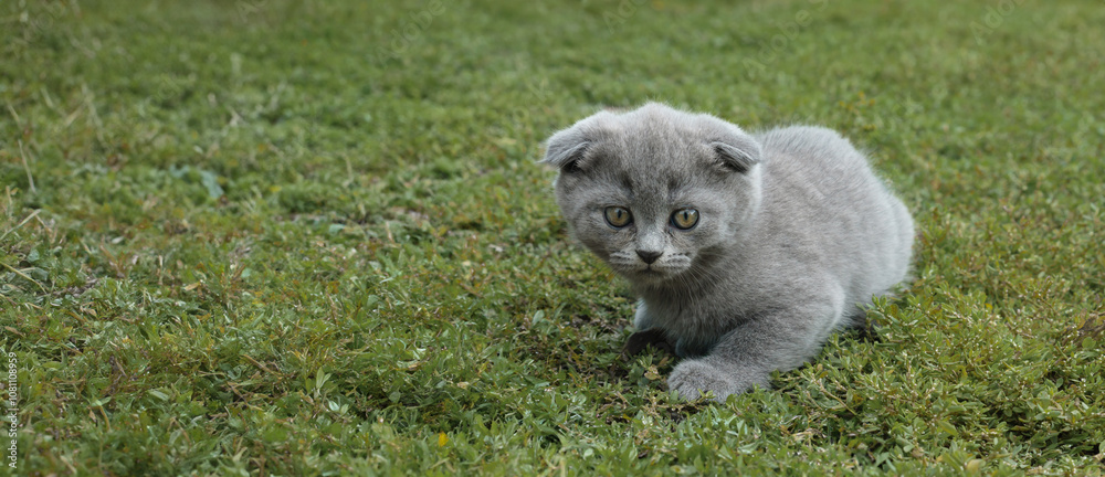 Obraz premium little gray lop-eared kitten sneaks across a green lawn, kitten hunting.