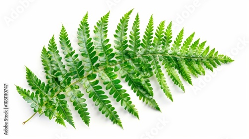 Fresh Green Fern Leaf on White Background for Nature Designs Generative AI