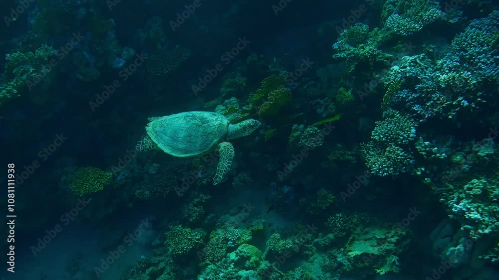 Sea Turtle swims along a coral reef in bright sunlight on a sunny day, on the shady side of the reef background, Wide-angle shot, Slow motion of Hawksbill Sea Turtle or Bissa, Eretmochelys imbricata Sea Turtle swims along a coral reef in bright sunlight on a sunny day, on the shady side of the reef background, Wide-angle shot, Slow motion of Hawksbill Sea Turtle or Bissa, Eretmochelys imbricata
