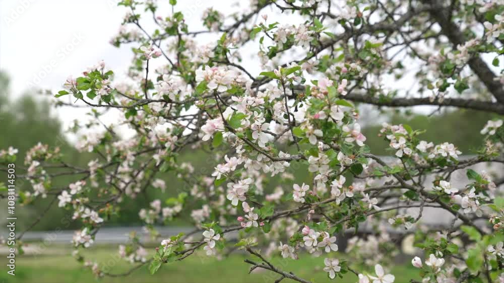 Blooming apple tree in the spring garden. Close up of white flowers on a tree Blooming apple tree in the spring garden. Close up of white flowers on a tree