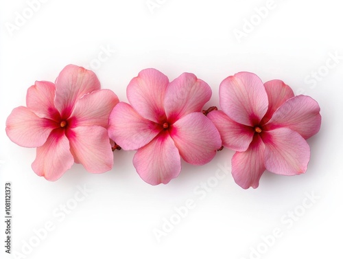 Beautiful Plumeria Flowers in Horizontal Arrangement