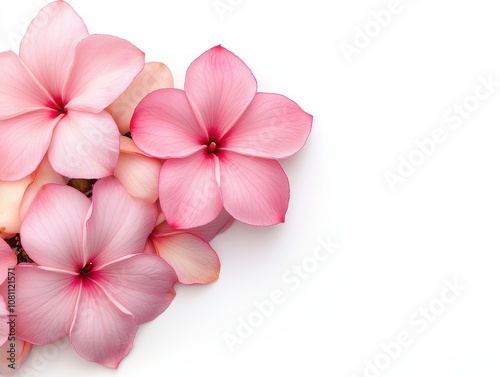 Beautiful Plumeria Flowers in Horizontal Arrangement