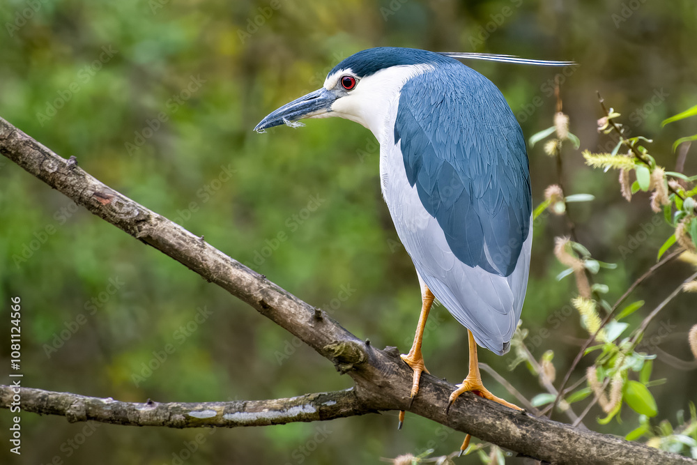 Una nitticora (Nycticorax) appollaiato su un ramo, si guarda indietro con circospezione. Una nitticora (Nycticorax) appollaiato su un ramo, si guarda indietro con circospezione.