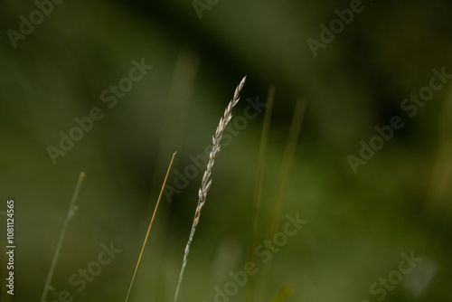 close up of grass