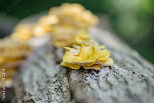yellow mushrooms on a log